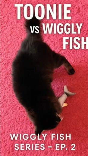 Wiggly Fish Series EP.2 🐟😼 | Toonie Takes the Lead