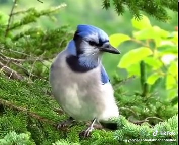Stunning Blue Jay Bird in Natural Habitat