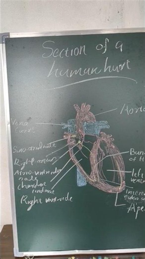 section of human heart biology class diagram#education
