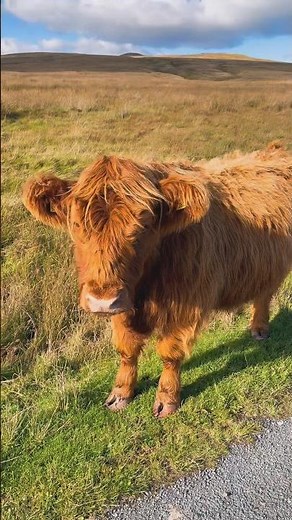 Scotland’s most iconic Highland Cows | #highlandcow #scotland #scottishhighlands #naturevideo