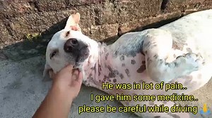 2.4K views · 538 reactions | গুড মর্নিং... Happy Birthday Scooby...