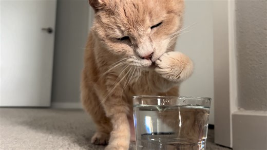 cat is very talented at drinking water #smart #orangecat