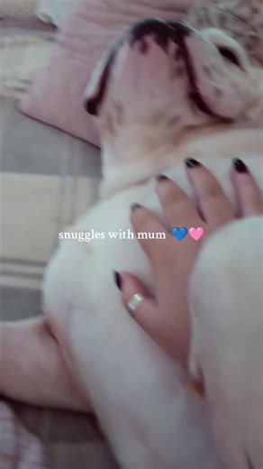 #Barney #oldenglishbulldog #furbaby #chops !#cuddleswithmum