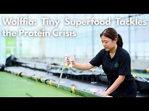 Wolffia: Tiny Superfood Tackles the Protein Crisis