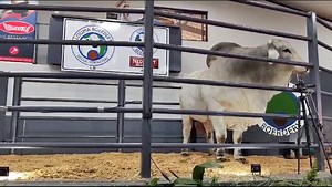 23 reactions | Lot 10, a grey Brahman bull named Maddox 17 228 from Nedibest Brahmane, sold for an impressive R550 000 during the Louma Boerdery / Nedibest Brahmans’ production auction today. The proud new owner is Paul Duarte. Watch the video below to find out more about the bull. Brahman SA Vleissentraal Bosveld MEERKAT Online Auctions #Brahman #Cattle #Auction | Stockfarm Magazine | Facebook