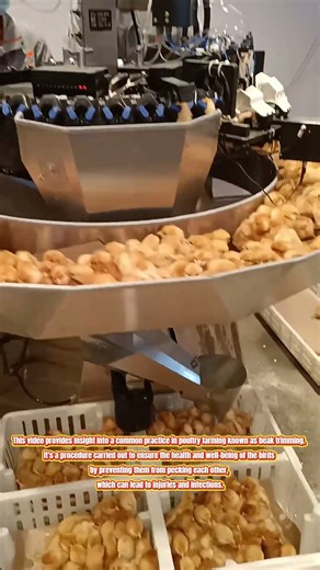 The Beak Trimming Process:Ensuring Healthy Growth in Poultry
