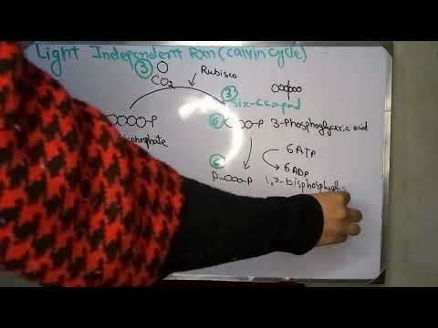How to draw Calvin Cycle| Ch 7| Class 11 new Biology