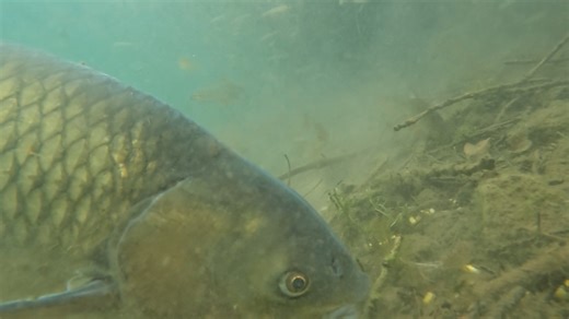 Chunky grass carp feeding on a lake bed, these fish were introduced to help control weed growth in lakes though can't reproduce in Britain with the temperatures and flows not being suitable. | Jack Perks Wildlife Media