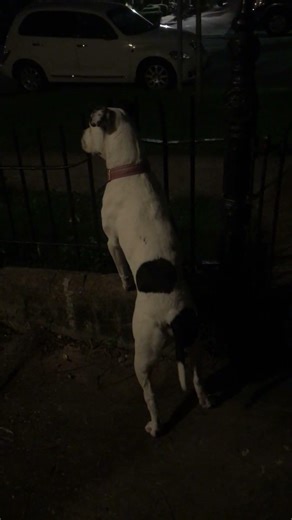 Gigi the Dog Is Better Than a Ring Camera | Best Home Security in New Orleans