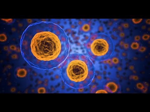 BIOLOGIA CELLULARE: Procarioti ed Eucarioti.