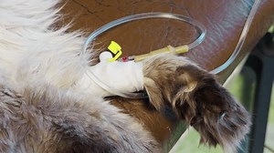 Detailed Closeup Intravenous Iv Administration Process Stock Footage Video (100% Royalty-free) 3778968055 | Shutterstock