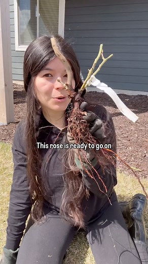 Do you know how to properly prepare bare root roses for planting? Successful growth starts with proper pruning! | Jackson & Perkins