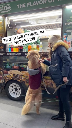 33K views · 10K reactions | More dogs for dis dog please. ❤️ #homealone #newyorkcity #hotdogs #streetfood . . . . #puppies #puppylove #puppyoftheday #retrieveraddiction #retrieverlove #retrieverstagram #floofsofinstagram #floofoftheday #fluffoftheday #puppyoftheweek #goldenretrieversworld #pretty #handsome #stud | Hudsonbegood | Facebook