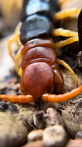 You like redheads? The red headed centipede is easily the largest terrestrial invertebrate predator in the great state of Texas. These monstrous Myriapods will hunt and consume just about any small animal they can overtake and overpower. Despite their speed, and venomous bite these animals are quite sensitive to prolonged exposure to heat due to the absence of a waxy cuticle on their exoskeleton. This means for much of the day they seek refuge under rocks and logs to stay moist and protected fro