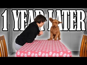 Can My Dog Still Do All of His Tricks?