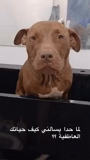 PetMall on Reels | Facebook