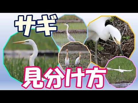 サギの見分け方【ダイサギ、チュウサギ、コサギ、アマサギ、アオサギ】