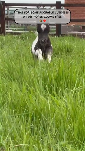 The cutest gallop you will see today #fypシ #fypシ゚viral #minihorse #cute #adorable #shortsvideo