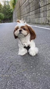 Waterless For Dog Foot Cleanser 150 ML “Gentle Cleansing &...