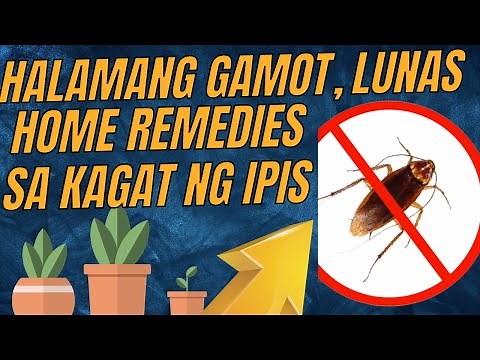 HALAMANG GAMOT O LUNAS AT HOME REMEDIES SA KAGAT NG IPIS | PAANO GAMUTIN