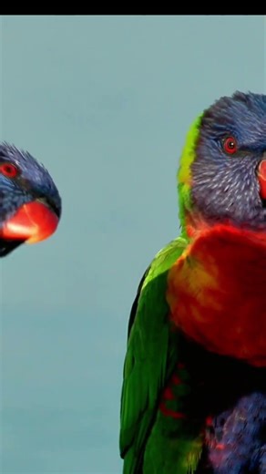 Rainbow Lorikeet Love | A Sweet Parrot Kissing Moment #birds