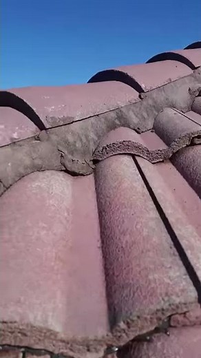 Bats underneath roof tiles