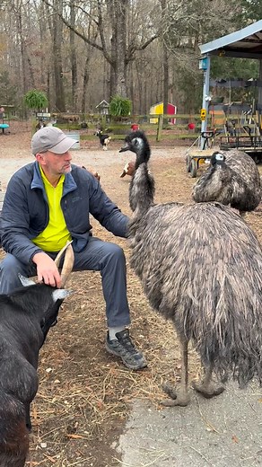 🦕 As the emu world turns… 🦕 In this episode, the lovebirds are clearly planning a whole family of their own and guess who isn’t even remotely included in the plans? 🤣🙈 #sisterwives #drama #theotherwoman #fyp #viralreels | The Blind Spot Animal Sanctuary