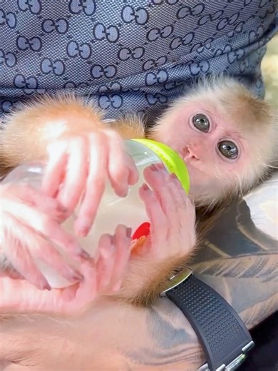 55K views · 2.4K reactions | Happy to have their rare time with their father, monkeys Kaka and Mit | Kaka Page | Facebook