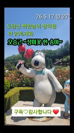 백만송이 장미원.약20%개화. 오승근 ~장미꽃 한 송이.#도당산관찰일기.26.5.17.일.27°.