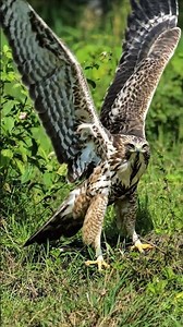 Raptor Rising: Regal Wings in the Wild 🌳🦅