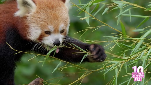 Red Panda Eating Bamboo