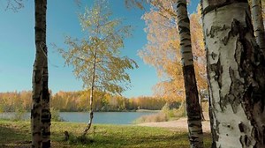 Birch On Shore Lake Autumn Landscape 库存影片视频（100% 免版税）1080497291 | Shutterstock