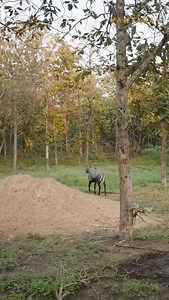 Strolling down the trail at Vantara, follow the nilgai as he moves serenely along the path. ✨ [walk, nilgai, every life matters, wildlife, wild animals, vantara] | Vantara