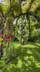 1K views · 78K reactions | New Dawn  (Climber) An outstanding pale pink rose. Shapely and perfumed. A sport from ‘Dr.Van Fleet’, which it has superseded. | Peter Beales Roses | Facebook