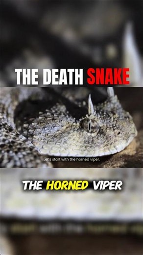Horned Viper Snake Buried in Sand 🐍😱 | Most Dangerous Desert Predator