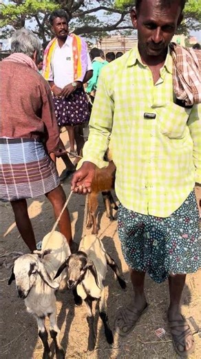 goat and sheep, Market #goat