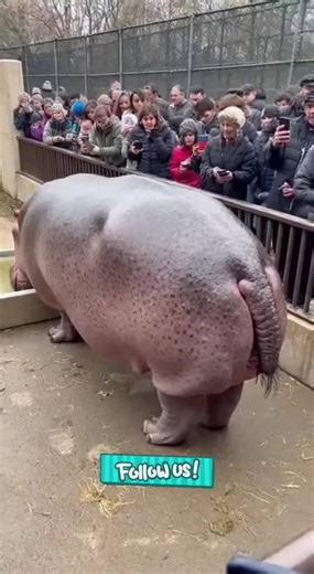 Funny Hippo Encounters at the Zoo