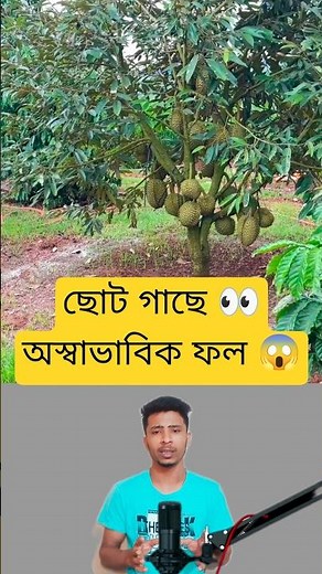 Unusual Fruit-Bearing Miniature Trees