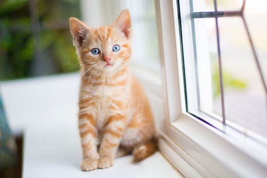 250+ Best Female Cat Names for Your Darling New Kitty
