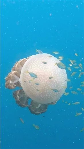 “Octopus Secrets Revealed | Smartest Creature of the Deep Sea 🐙 | DeepSea Tales”