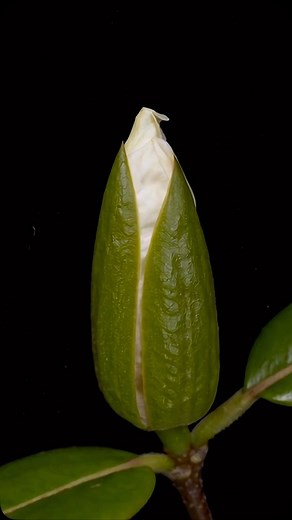 Magnolia floreciendo. . . . . . #flower #blooming #naturelovers #floral #petals #blossom #flowerpower #botanical #gardening #flowerphotography #flowersofinstagram #naturephotography #bloom #flowerstagram #floweroftheday #beautifulflowers #flowerlover #gardenlovers #floralperfection #flowermagic #flowergarden #bloomingflowers #blooming_petals #florecer #floreciendo #mandalaexpert #magnolia #magnolias | Mandala Expert