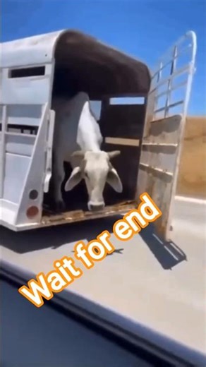 Morning Routine Village 🌾 | Vijju Bhai Vlog#youtubeshorts #viral #ytshorts