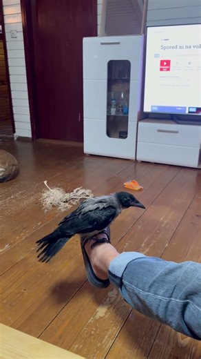 Cute baby crow having fun on a human leg swing #crow #birds #babycrow #cuteanimals #birdlovers