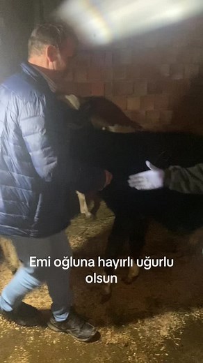 Caring for Cows: A Gentle Interaction in a Barn