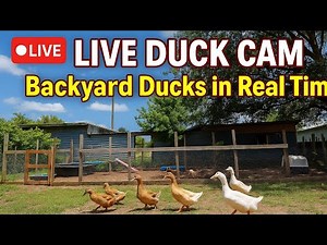LIVE Duck Coop Cam 🦆 | Watch Happy Backyard Ducks in Real Time on Our Homestead