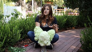 111K views · 1.5K reactions | Now's the time to dry your hydrangea blooms for easy indoor decor and DIY! | Proven Winners | Facebook