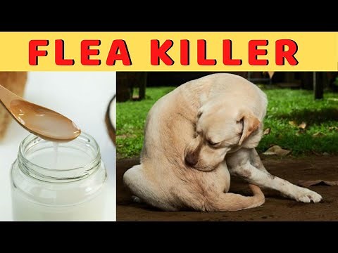 Home Remedy to Get Rid Of Fleas on Dogs Naturally Fast and Permanently At Home