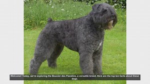Top 10 Facts About the Bouvier des Flandres