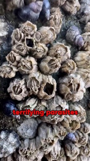 The Craziest parasite in the world 🤯