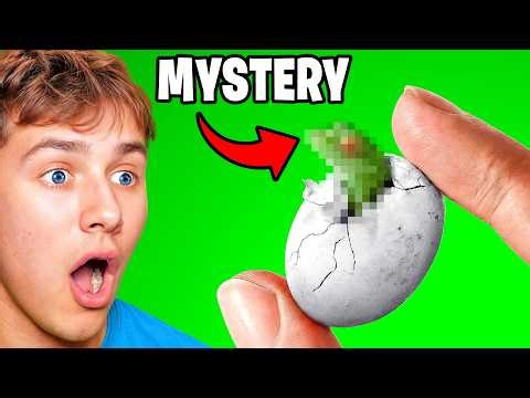He Hatched Mystery Eggs from Pet Store